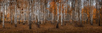 Осенний березовый парк