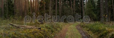 Лесная дорога 15:5