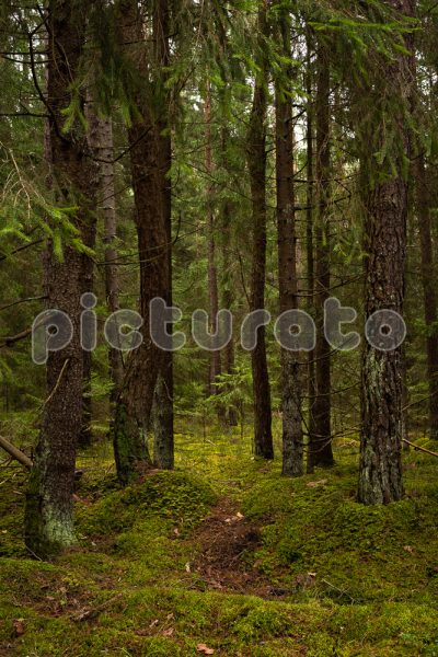 Дремучий лес