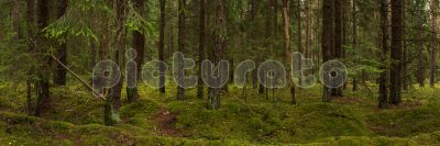 Мшистый хвойный лес 15:5