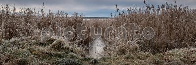 Болотистый берег 15:5